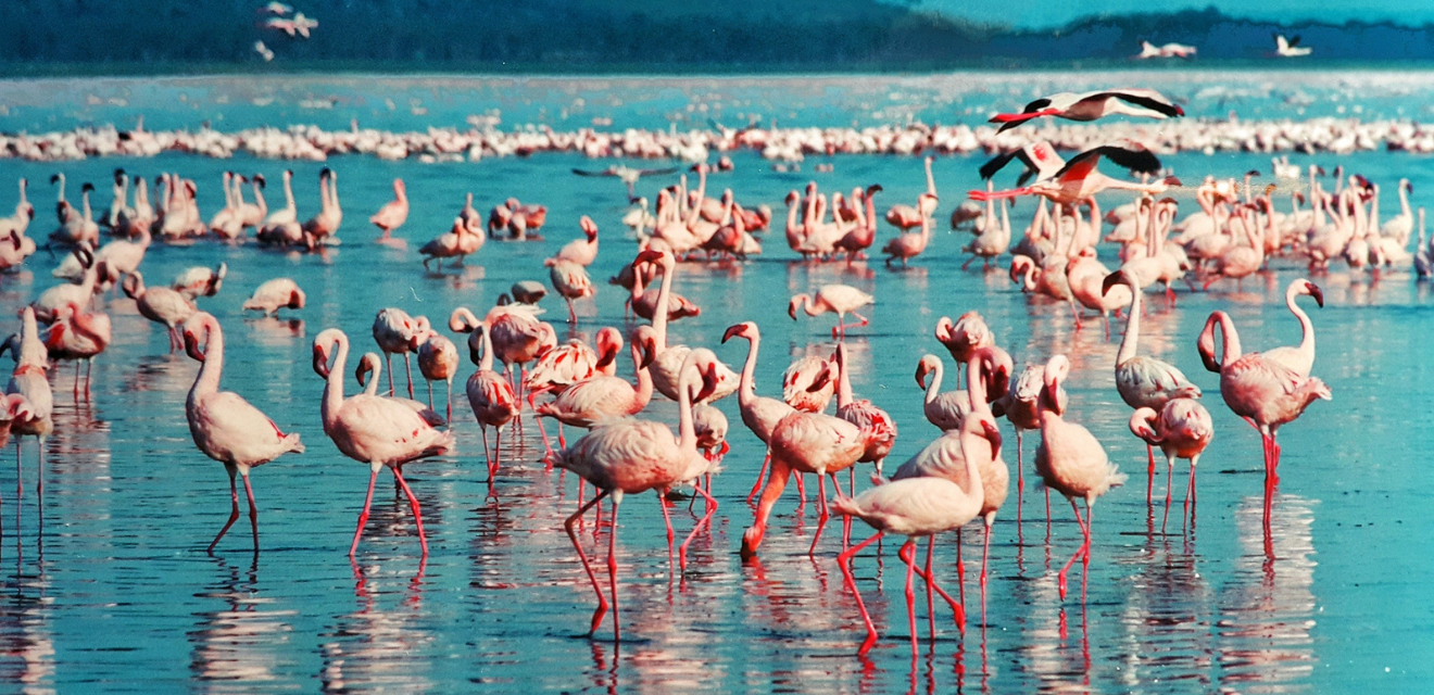 Lake Naivasha